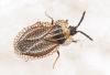 Kalama tricornis